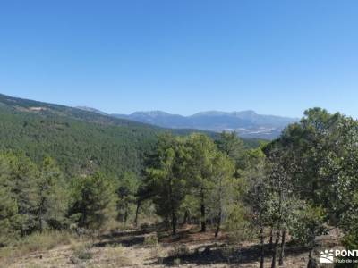 embalse de La Jarosa - Bosque Plateado  club de senderismo en madrid arbol del tejo tejo arbol club 